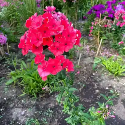 Foto von Hoher Stauden-Phlox 'Redivivus' (Phlox paniculata 'Redivivus')