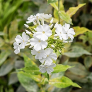 Hoher StaudenPhlox 'Graf Zeppelin' / Phlox paniculata 'Graf Zeppelin'