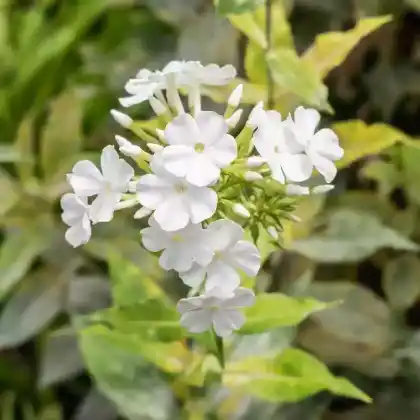 Foto von Hoher Stauden-Phlox 'Rembrandt' (Phlox paniculata 'Rembrandt')