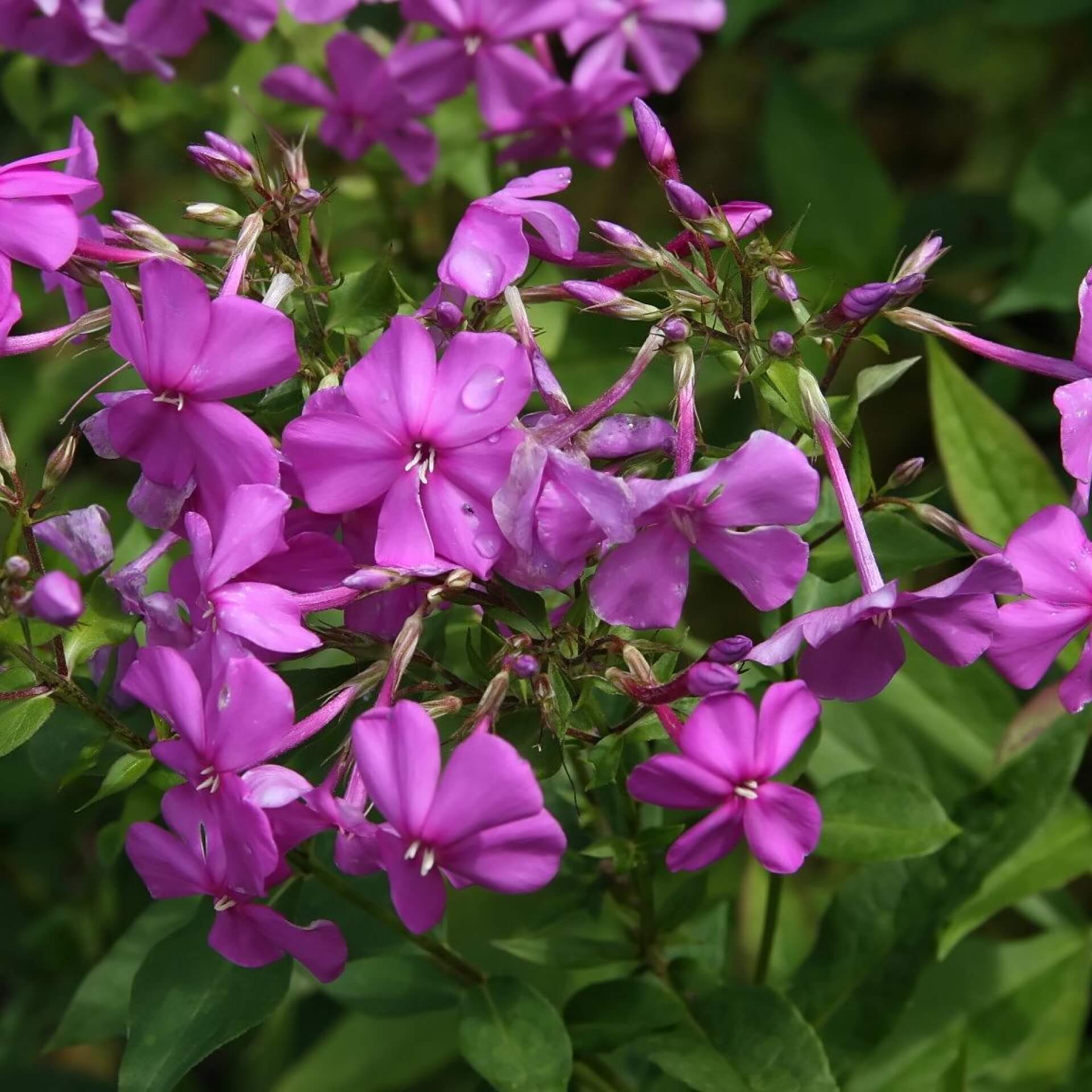 Hoher Stauden-Phlox 'Robert Poore' (Phlox paniculata 'Robert Poore')