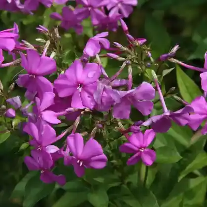 Foto von Hoher Stauden-Phlox 'Robert Poore' (Phlox paniculata 'Robert Poore')