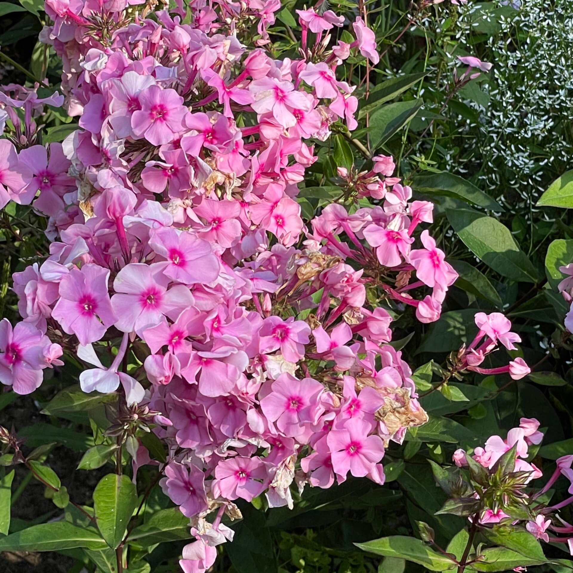 Hoher Stauden-Phlox 'Rosa Pastell' (Phlox paniculata 'Rosa Pastell')