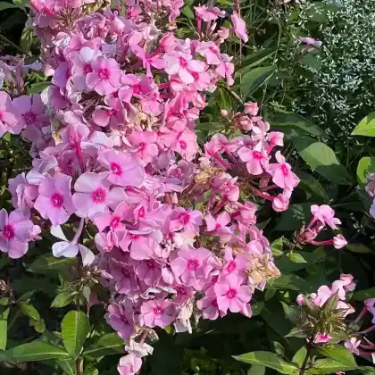 Foto von Hoher Stauden-Phlox 'Rosa Pastell' (Phlox paniculata 'Rosa Pastell')