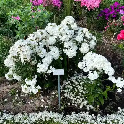 Foto von Hoher Stauden-Phlox 'Schneeferner' (Phlox paniculata 'Schneeferner')
