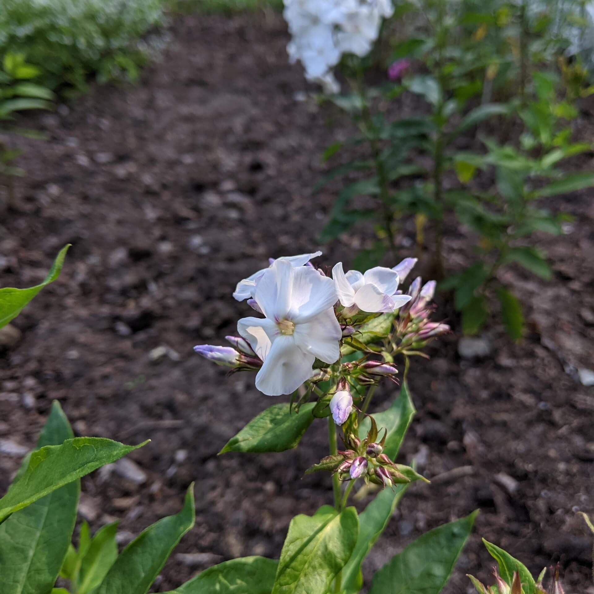 Hoher Stauden-Phlox 'Schneerausch' (Phlox paniculata 'Schneerausch')