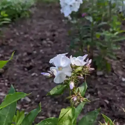 Foto von Hoher Stauden-Phlox 'Schneerausch' (Phlox paniculata 'Schneerausch')