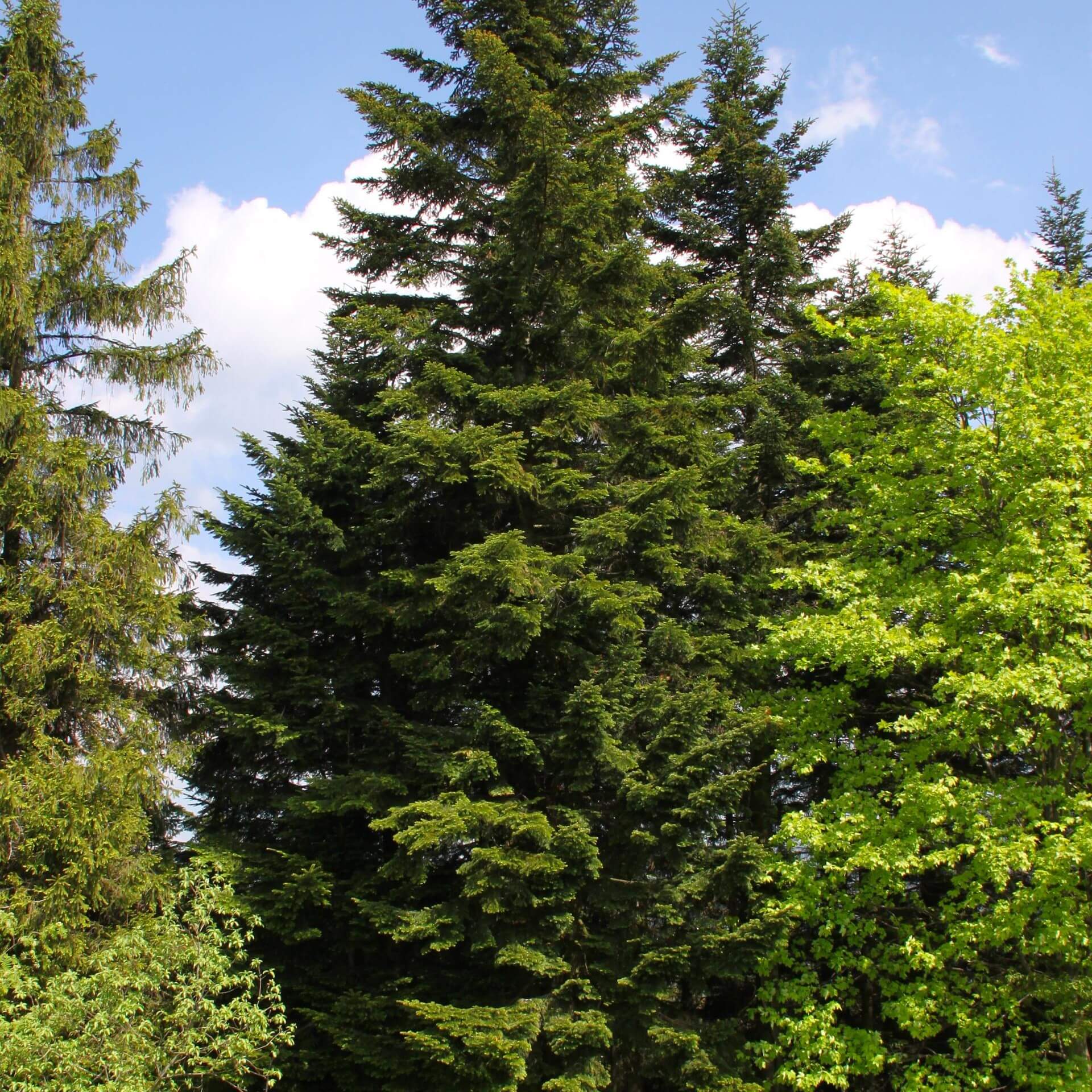 Weiß-Tanne (Abies alba)