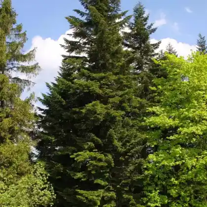 Foto von Weiß-Tanne (Abies alba)