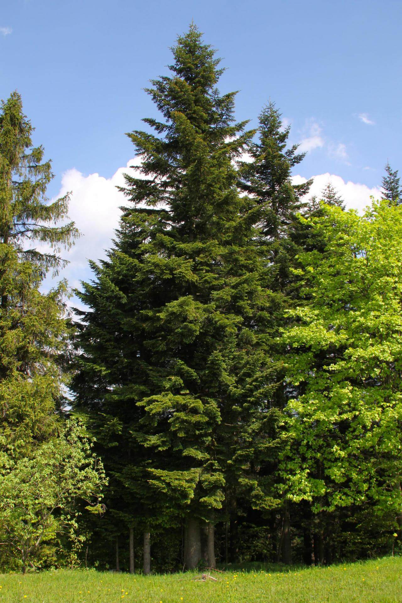 WeißTanne / Abies alba