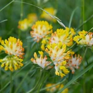 Anthyllis vulneraria