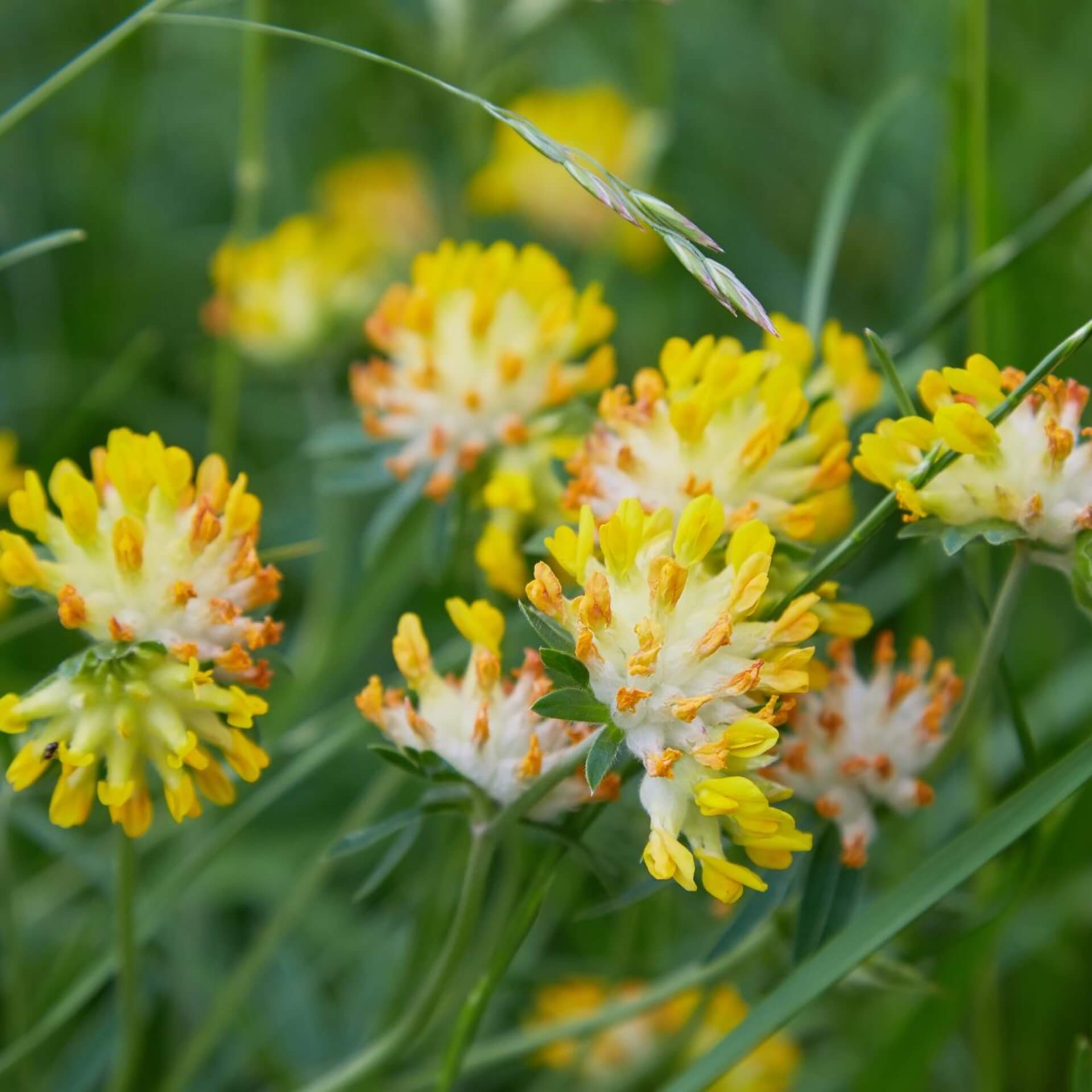 Gewöhnlicher Wundklee (Anthyllis vulneraria)