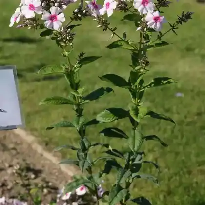 Foto von Hoher Stauden-Phlox 'Sommerkleid' (Phlox paniculata 'Sommerkleid')