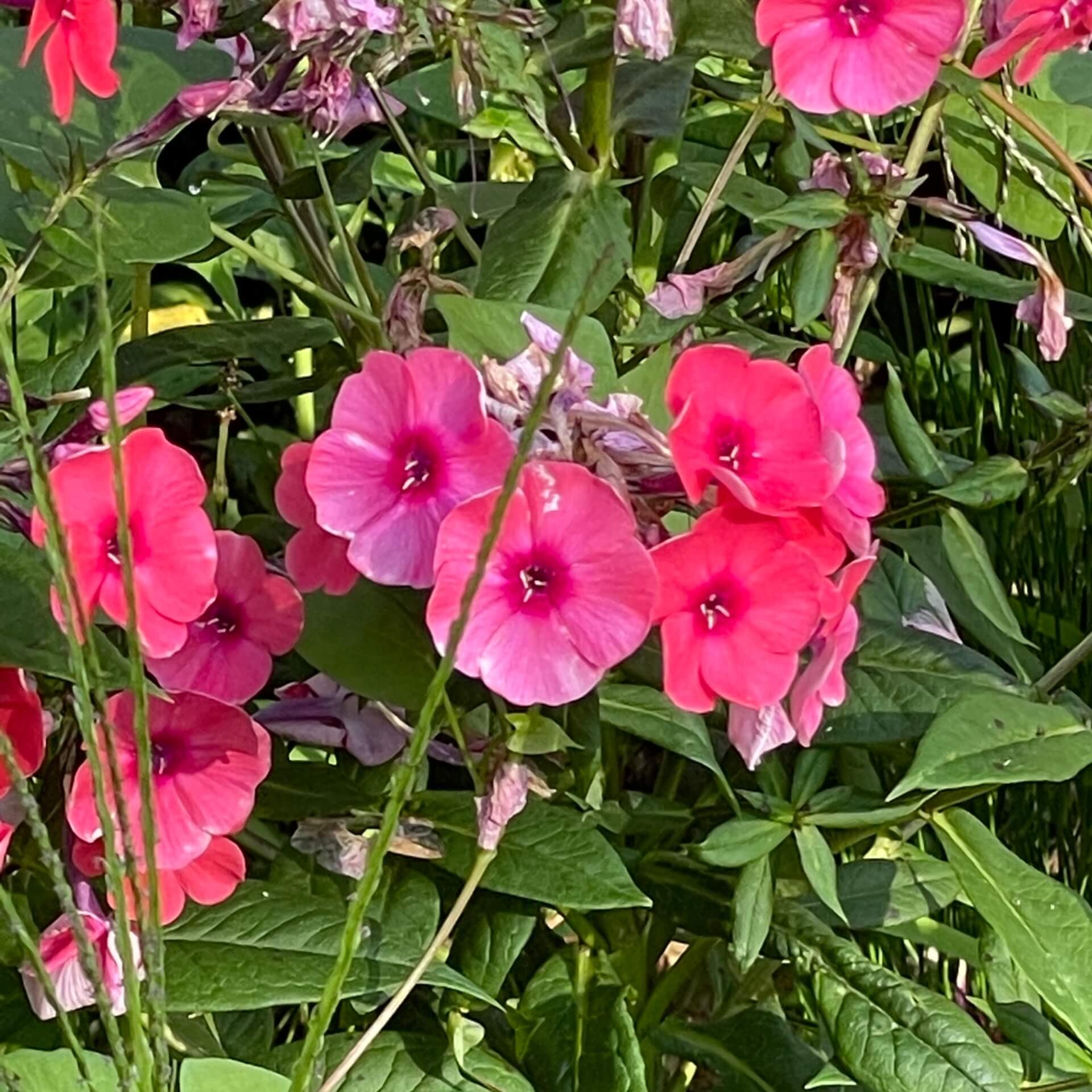 Hoher Stauden-Phlox 'Spätrot' (Phlox paniculata 'Spätrot')