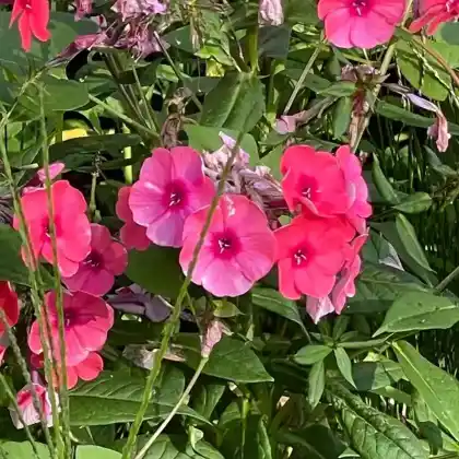 Foto von Hoher Stauden-Phlox 'Spätrot' (Phlox paniculata 'Spätrot')