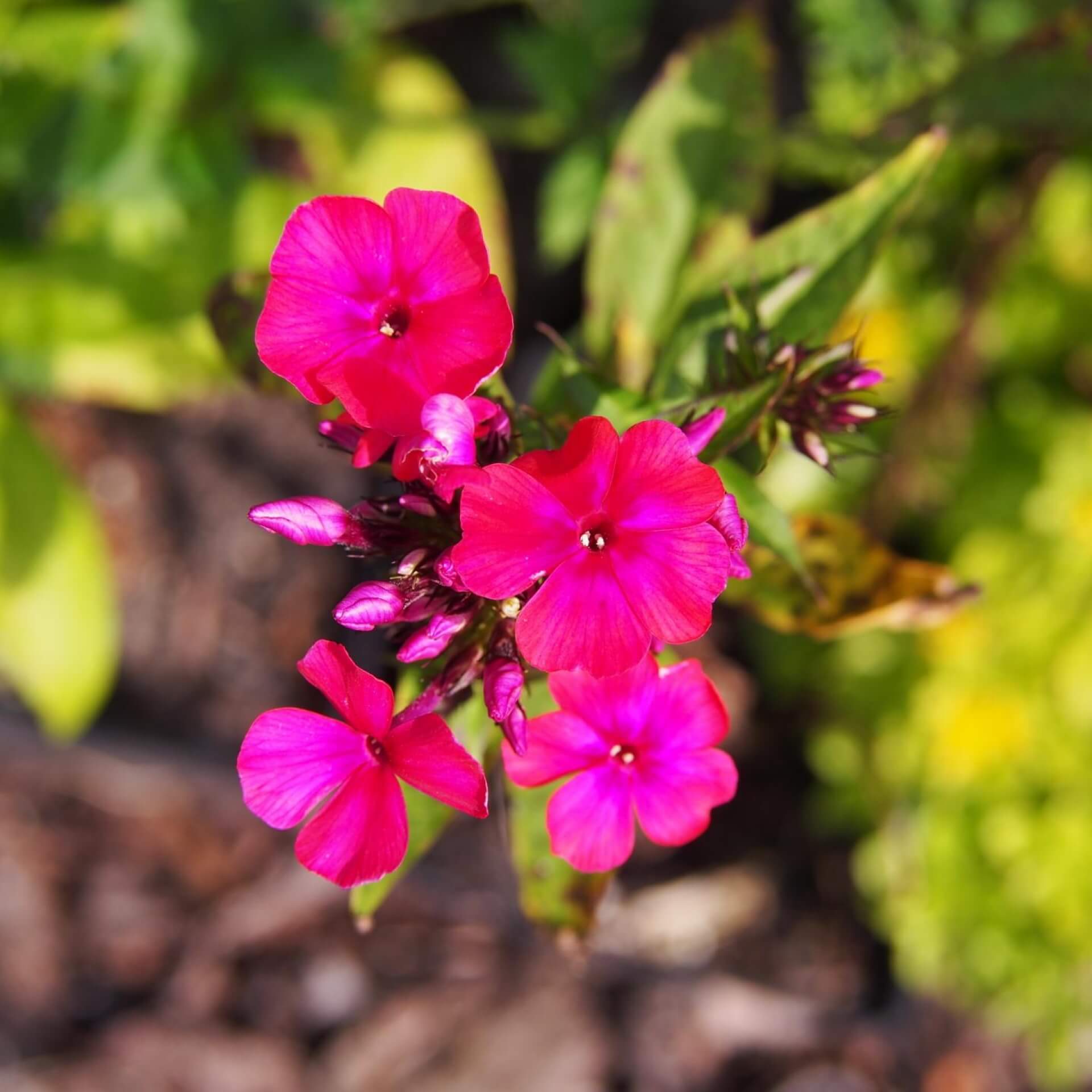 Hoher Stauden-Phlox 'Starfire' (Phlox paniculata 'Starfire')