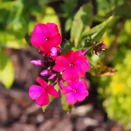 Foto von Hoher Stauden-Phlox 'Starfire' (Phlox paniculata 'Starfire')