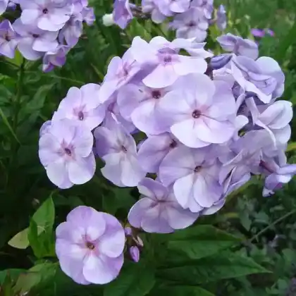 Foto von Hoher Stauden-Phlox 'Sternhimmel' (Phlox paniculata 'Sternhimmel')