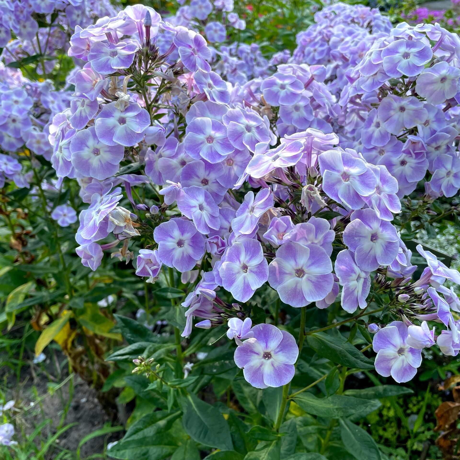 Hoher Stauden-Phlox 'Violetta Gloriosa' (Phlox paniculata 'Violetta Gloriosa')