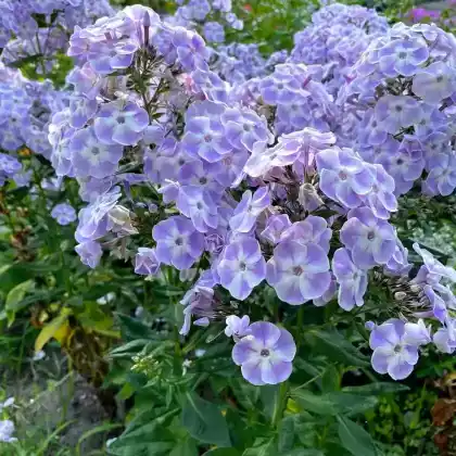Foto von Hoher Stauden-Phlox 'Violetta Gloriosa' (Phlox paniculata 'Violetta Gloriosa')