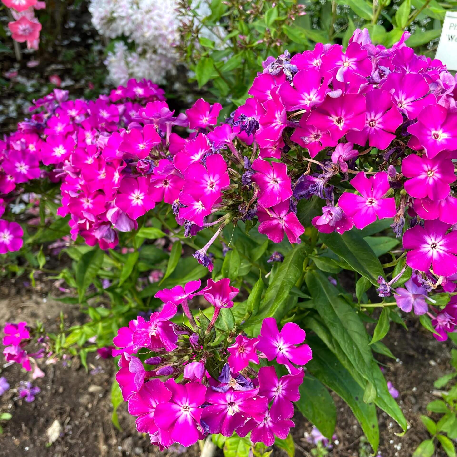 Hoher Stauden-Phlox 'Wennschondennschon' (Phlox paniculata 'Wennschondennschon')