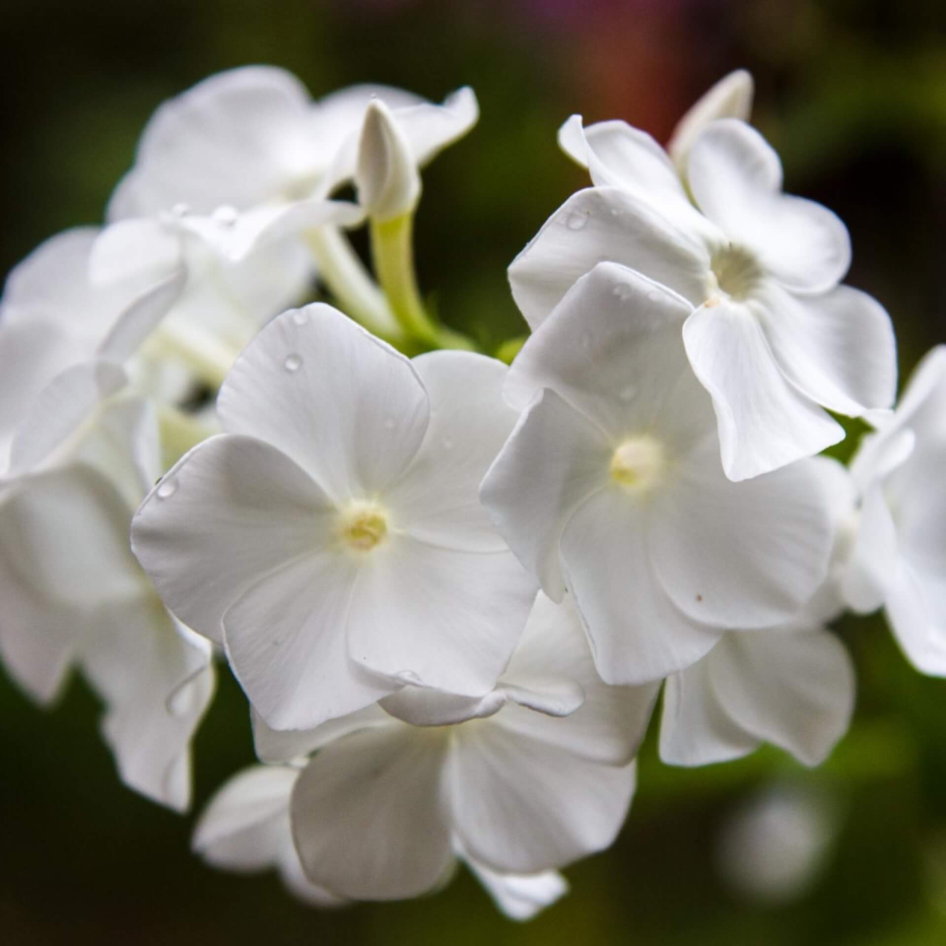 Hoher Stauden-Phlox 'White Admiral' (Phlox paniculata 'White Admiral')