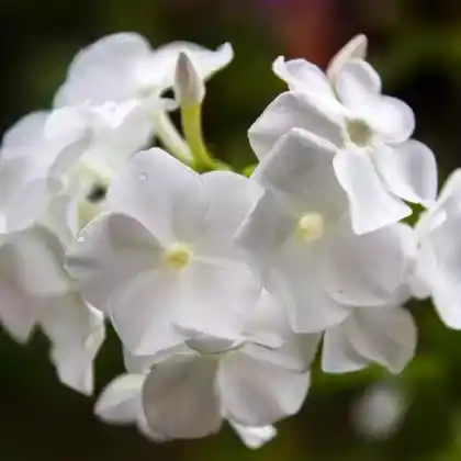 Foto von Hoher Stauden-Phlox 'White Admiral' (Phlox paniculata 'White Admiral')