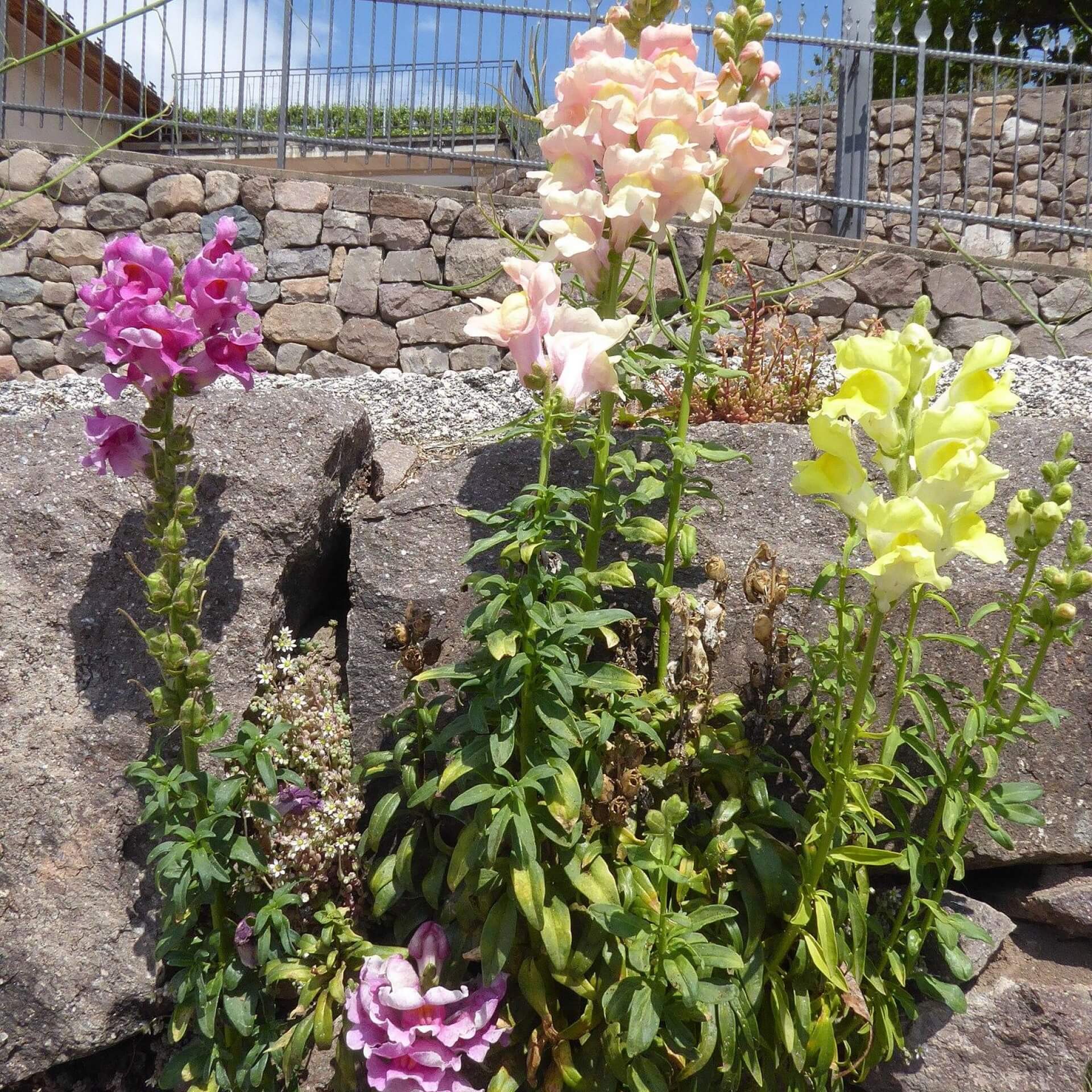 Wildes Löwenmaul (Antirrhinum majus)