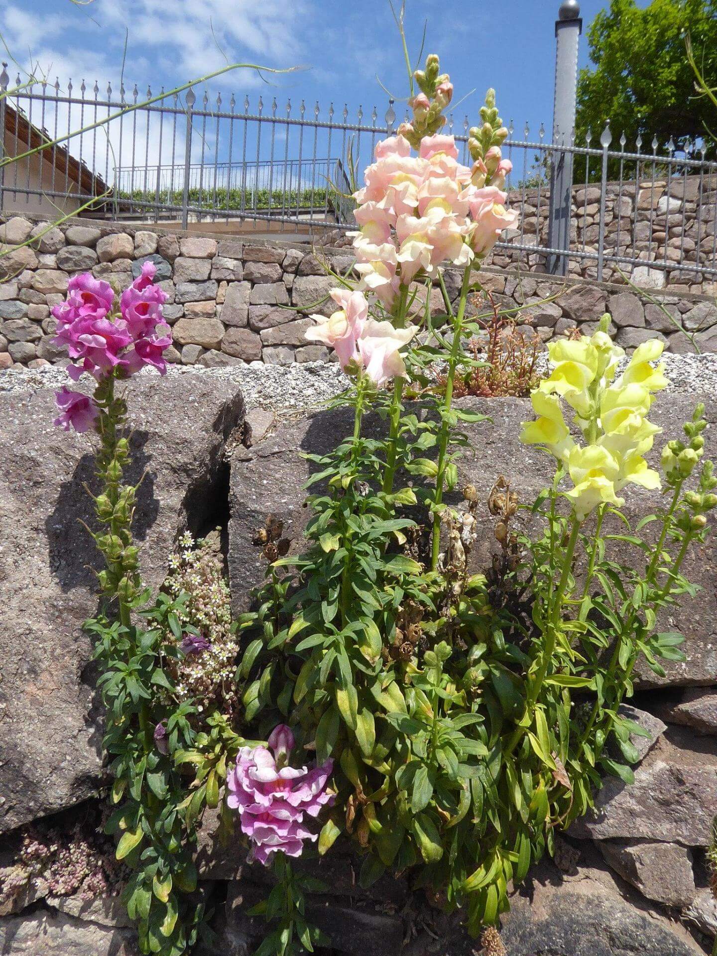 Wildes Löwenmaul / Antirrhinum majus
