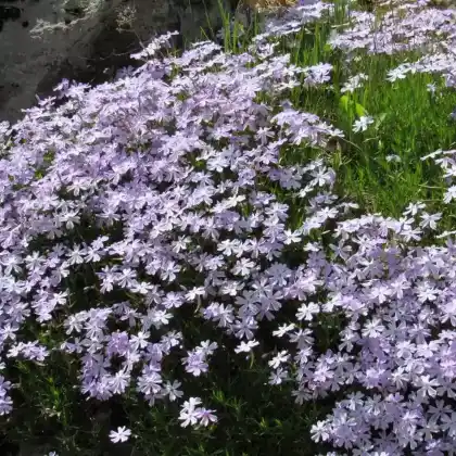 Foto von Wander-Phlox (Phlox stolonifera)
