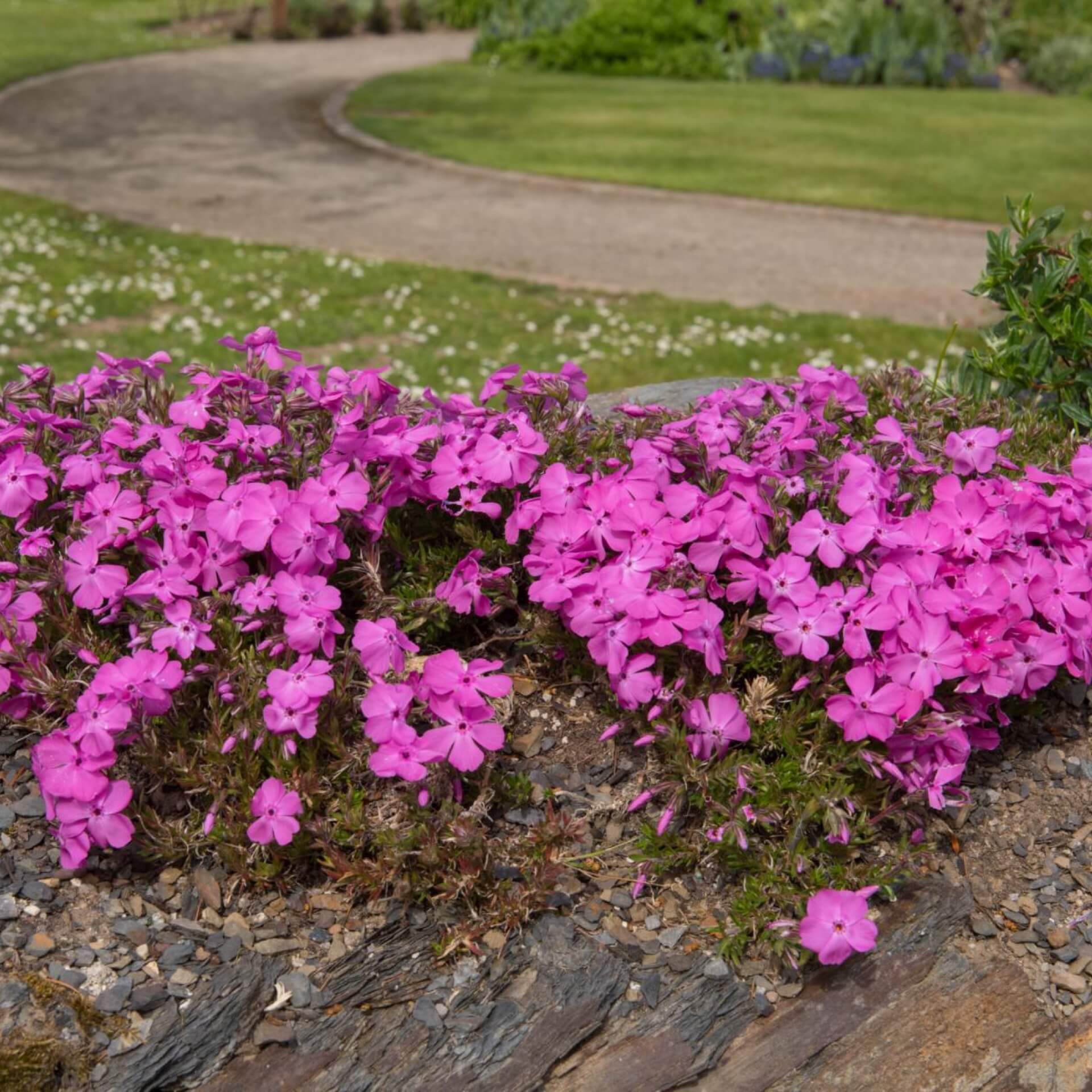 Wander-Phlox 'Ariane' (Phlox stolonifera 'Ariane')