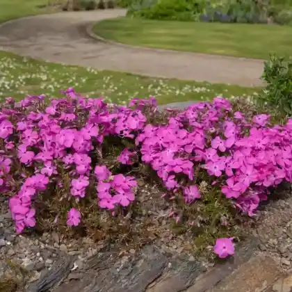Foto von Wander-Phlox 'Ariane' (Phlox stolonifera 'Ariane')