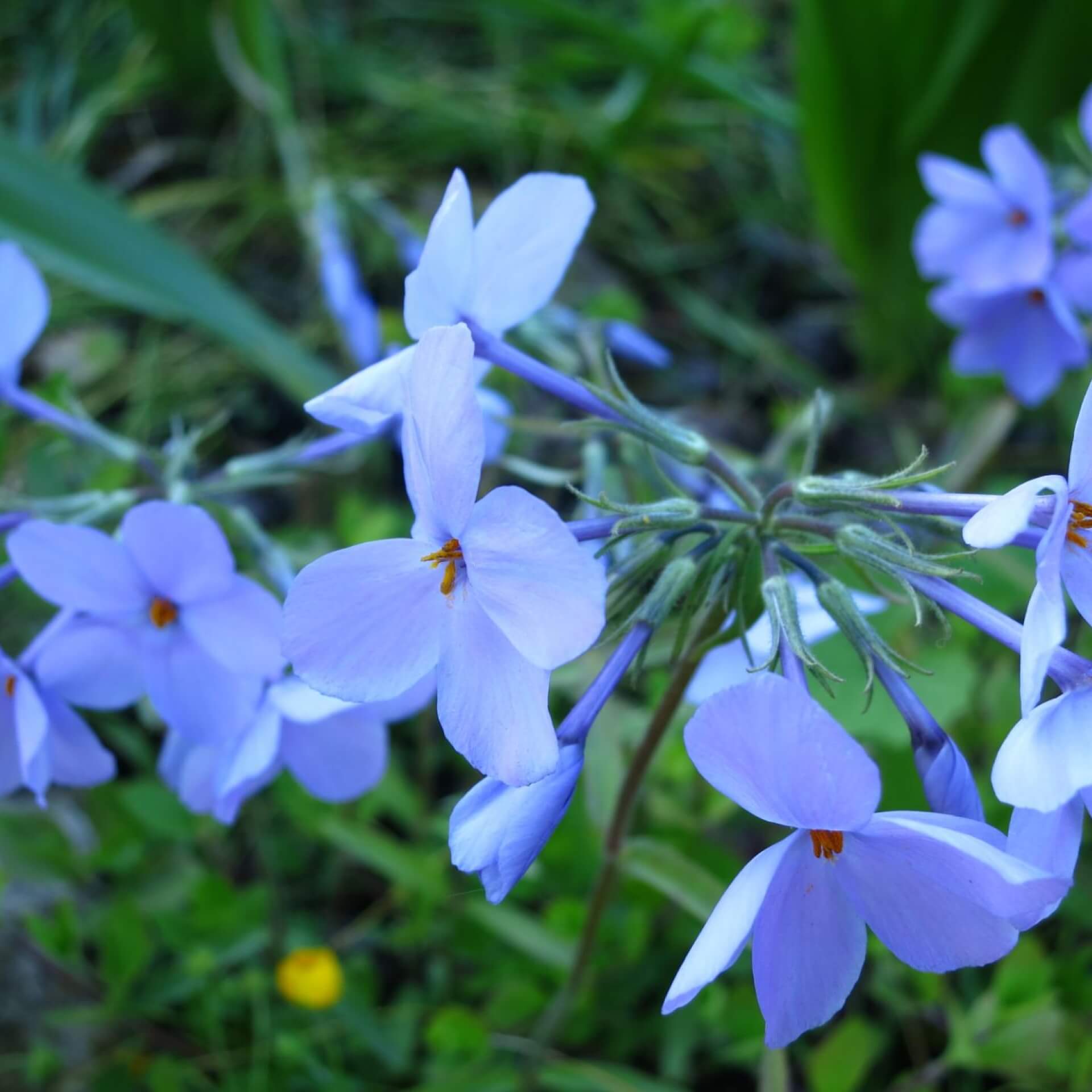 Wander-Phlox 'Blue Ridge' (Phlox stolonifera 'Blue Ridge')