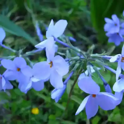 Foto von Wander-Phlox 'Blue Ridge' (Phlox stolonifera 'Blue Ridge')