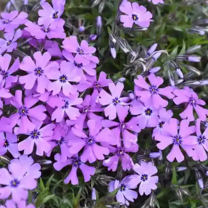 Foto von Polster-Flammenblume (Phlox subulata)