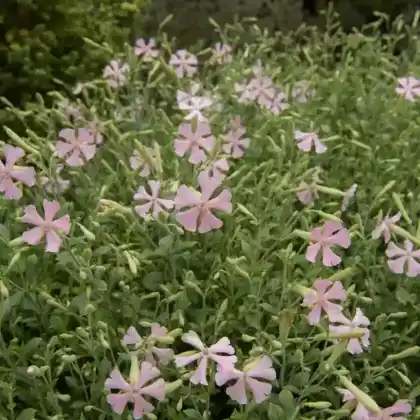 Foto von Polster-Flammenblume 'Alexander's Surprise' (Phlox subulata 'Alexander's Surprise')