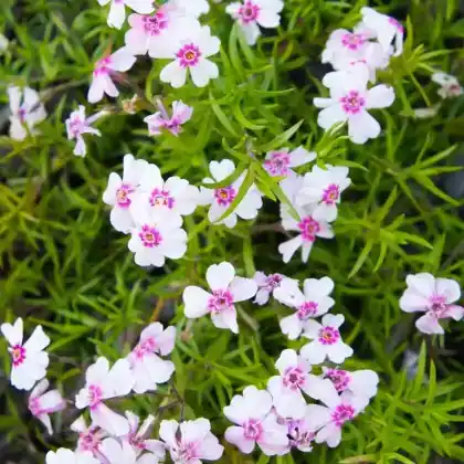 Foto von Polster-Flammenblume 'Amazing Grace' (Phlox subulata 'Amazing Grace')