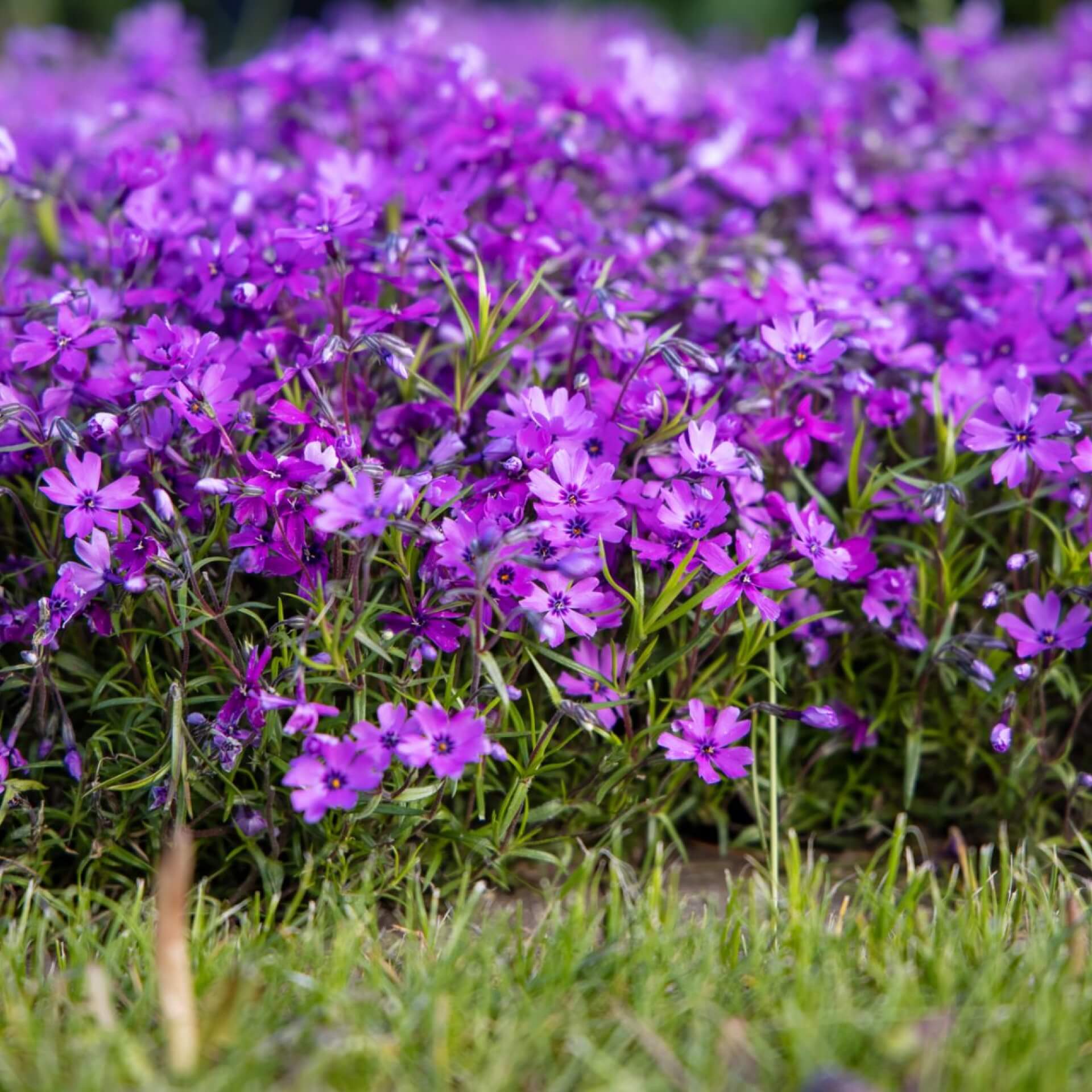 Polster-Flammenblume 'Atropurpurea' (Phlox subulata 'Atropurpurea')