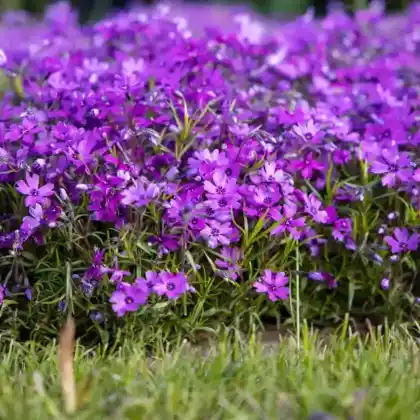 Foto von Polster-Flammenblume 'Atropurpurea' (Phlox subulata 'Atropurpurea')