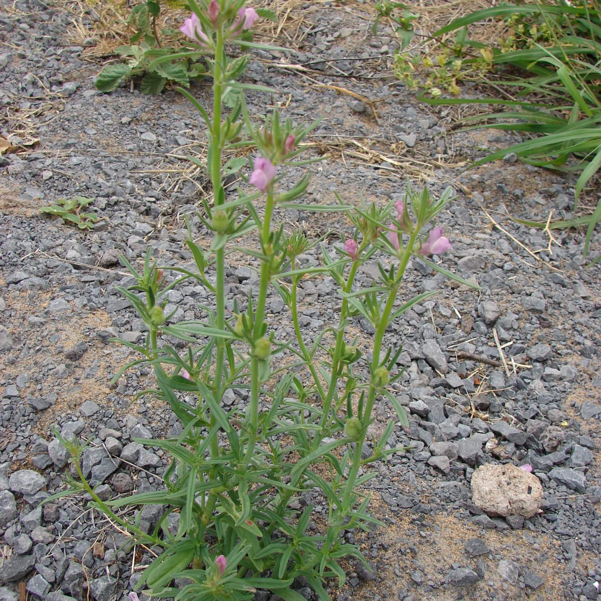 Acker-Löwenmaul (Antirrhinum orontium)