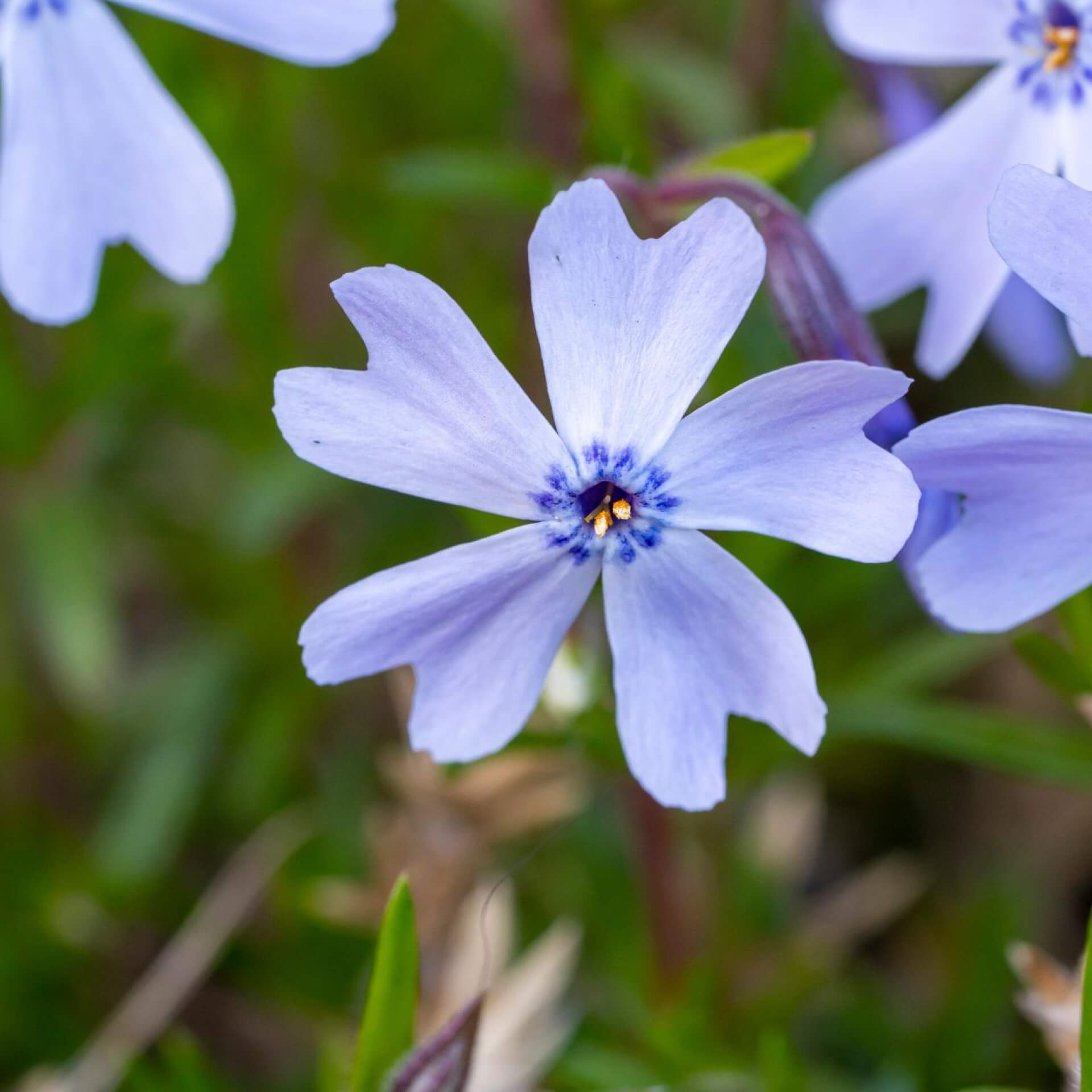 Polster-Flammenblume 'Emerald Cushion Blue' (Phlox subulata 'Emerald Cushion Blue')