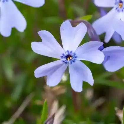 Foto von Polster-Flammenblume 'Emerald Cushion Blue' (Phlox subulata 'Emerald Cushion Blue')