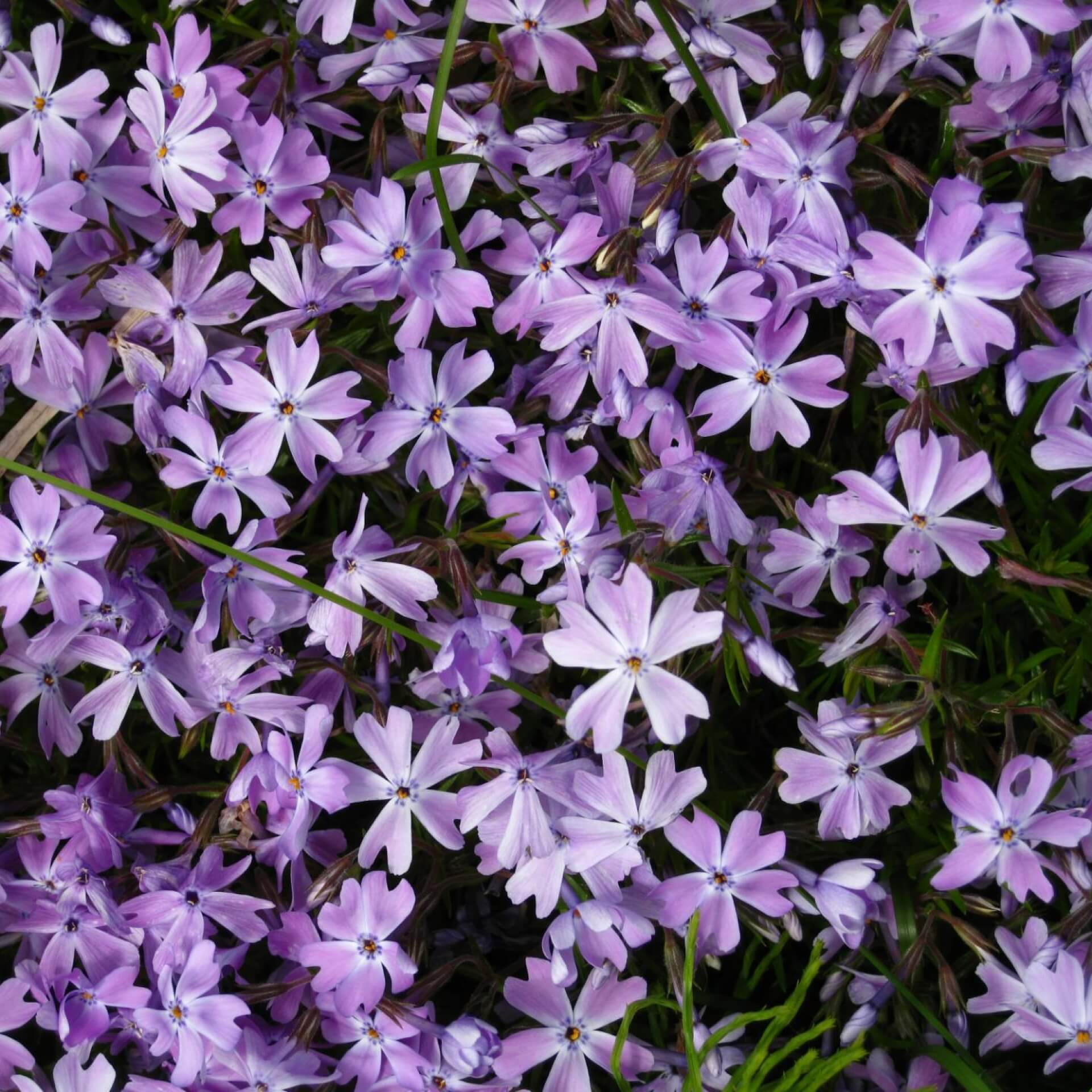 Polster-Flammenblume 'G.F.Wilson' (Phlox subulata 'G.F.Wilson')