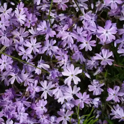 Foto von Polster-Flammenblume 'G.F.Wilson' (Phlox subulata 'G.F.Wilson')