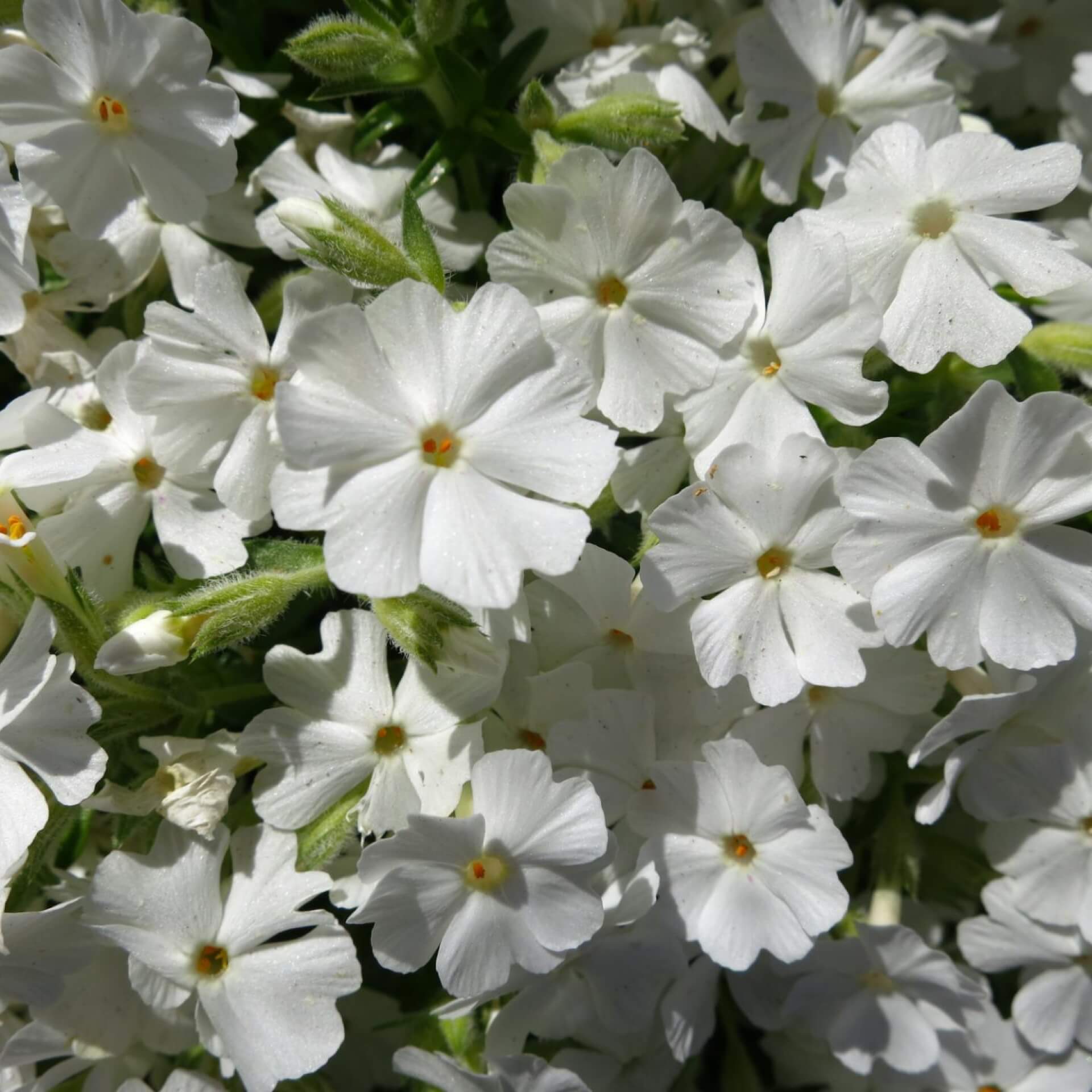 Polster-Flammenblume 'Maischnee' (Phlox subulata 'Maischnee')