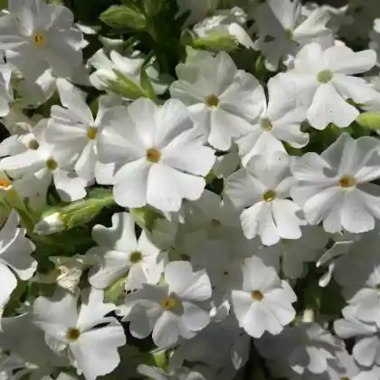 Foto von Polster-Flammenblume 'Maischnee' (Phlox subulata 'Maischnee')