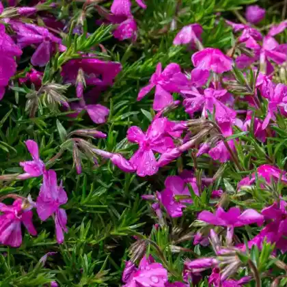 Foto von Polster-Flammenblume 'Moerheimii' (Phlox subulata 'Moerheimii')