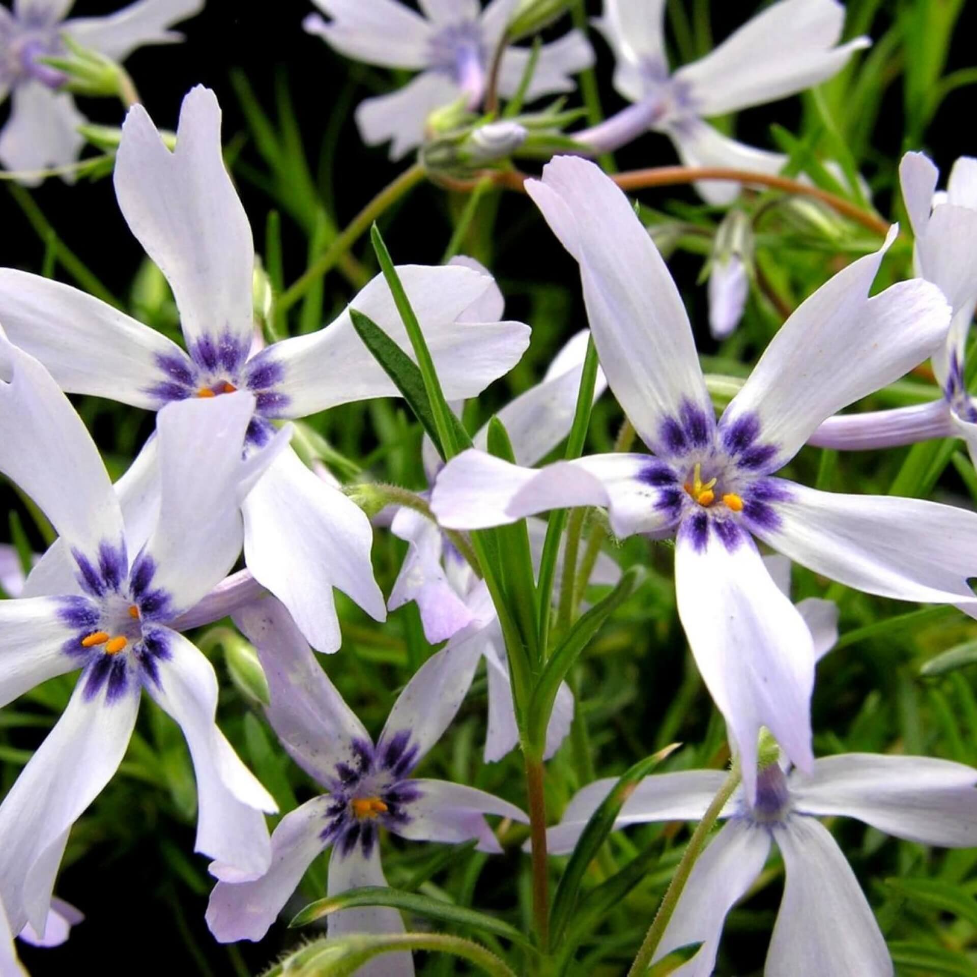 Polster-Flammenblume 'Oakington Blue Eyes' (Phlox subulata 'Oakington Blue Eyes')