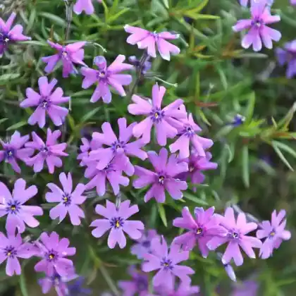 Foto von Polster-Flammenblume 'Purple Beauty' (Phlox subulata 'Purple Beauty')