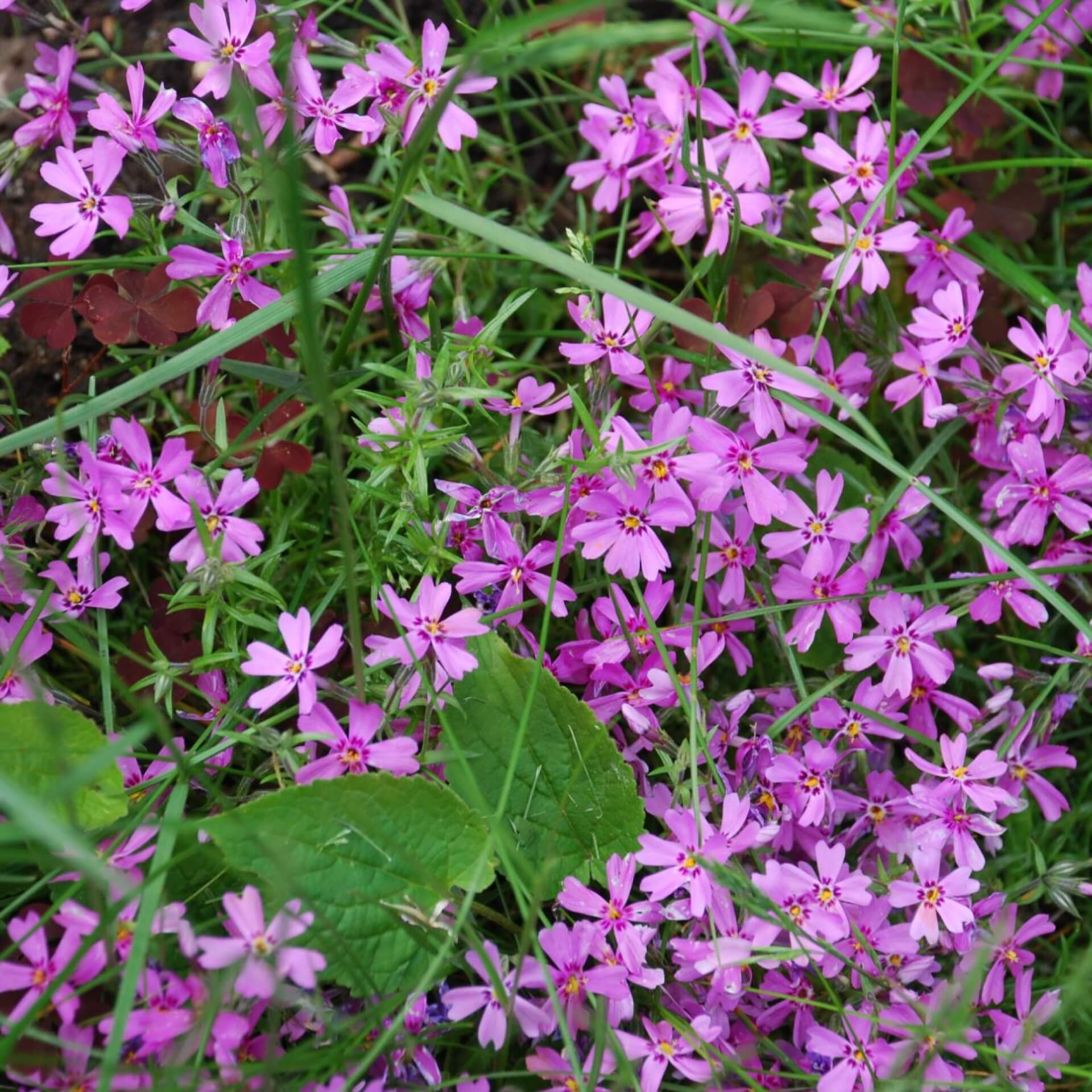 Polster-Flammenblume 'Ronsdorfer Schöne' (Phlox subulata 'Ronsdorfer Schöne')