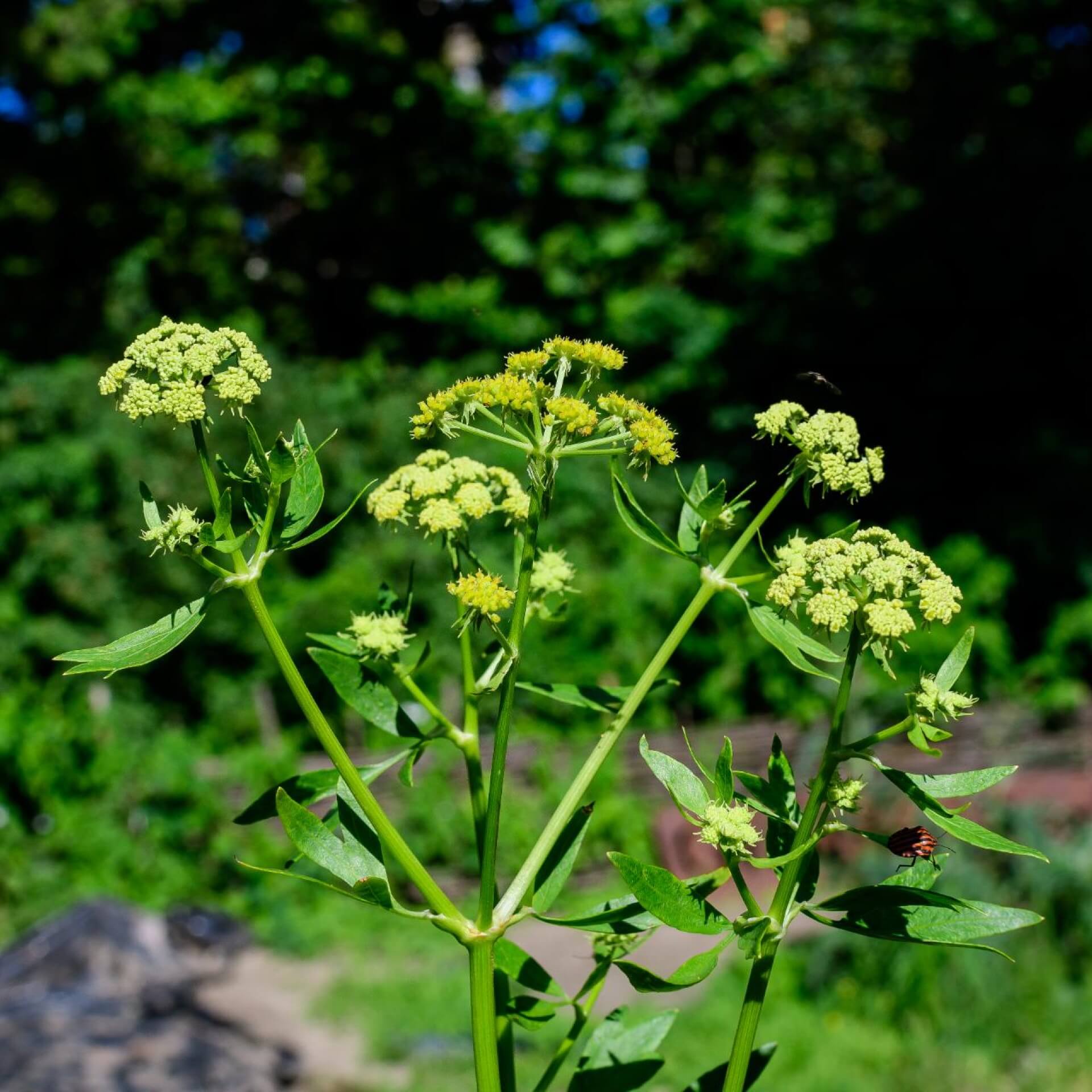 Sellerie (Apium graveolens)